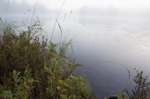 Green grass on the shore of the lake in the erly morning