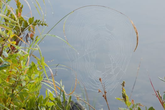 Spider web on high blade of grass in Killarney park