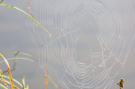 Spider web on high blade of grass in Killarney park