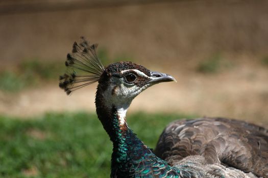 Peahen profile of head in afternoon sun