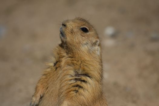 Prairie Dog genus Cynomys sitting at alert in afternoon sun