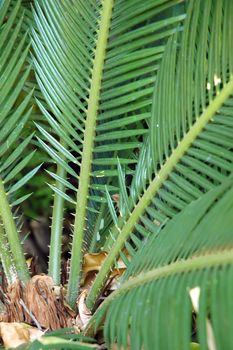 Leaf surface