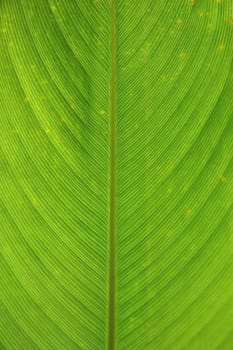Leaf surface