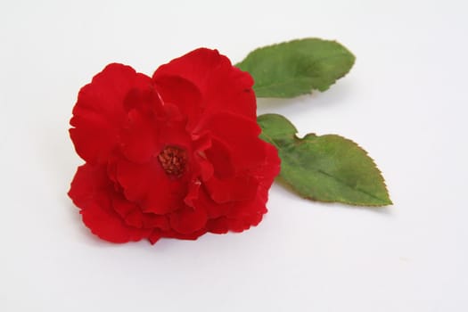 One red flower isolated on white background