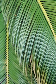 Leaf surface