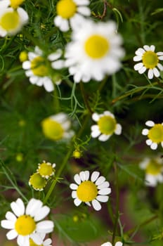 Daisy flowers blooming herbs in summer closeup background.