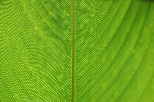 Leaf surface