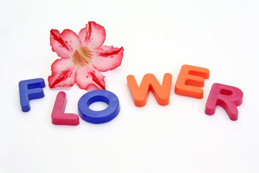 Colorful alphabet blocks. FLOWERS over white background