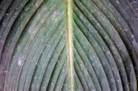 Leaf surface