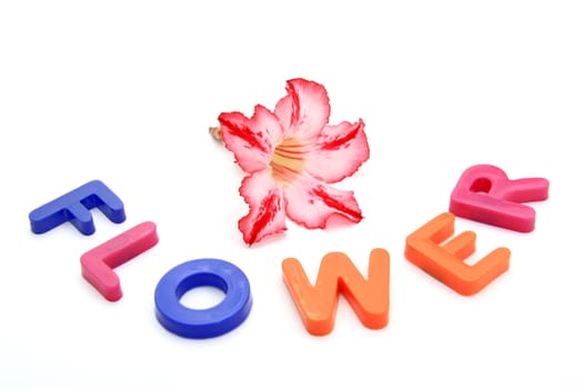 Colorful alphabet blocks. FLOWERS over white background