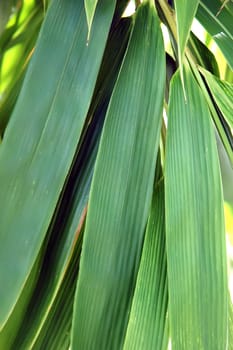 Leaf surface