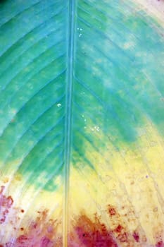 Leaf surface
