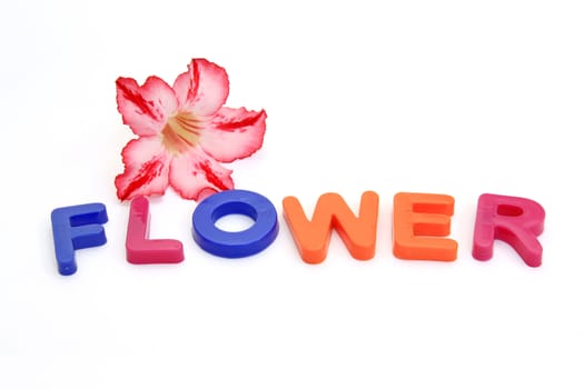 Colorful alphabet blocks. FLOWERS over white background