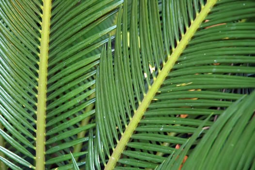 Leaf surface