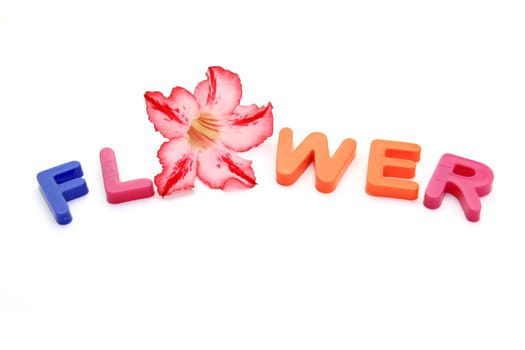 Colorful alphabet blocks. FLOWERS over white background