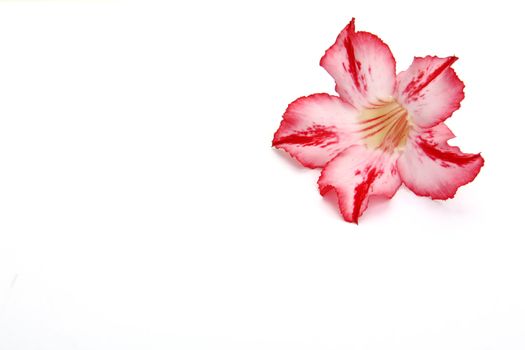 One red flower isolated on white background