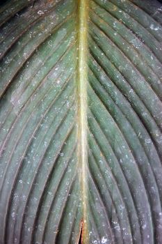 Leaf surface