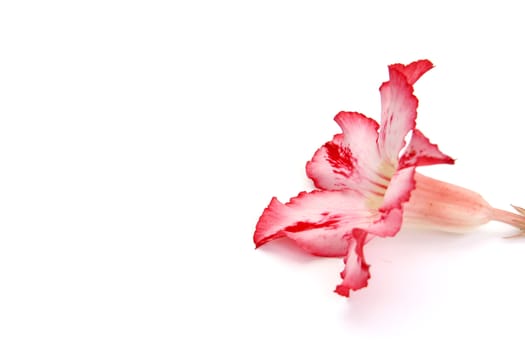 One red flower isolated on white background