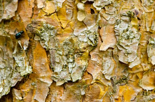 Background of pine tree trunk bark surface and texture and little bettle on it.