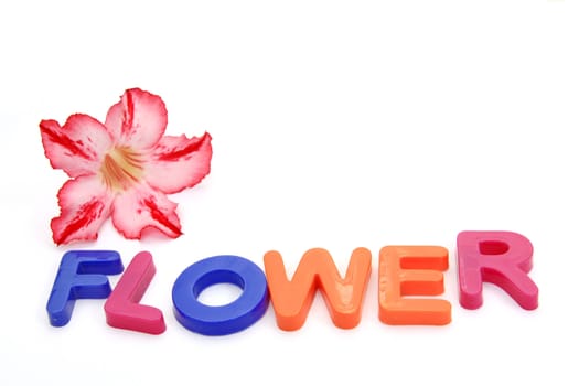 Colorful alphabet blocks. FLOWERS over white background