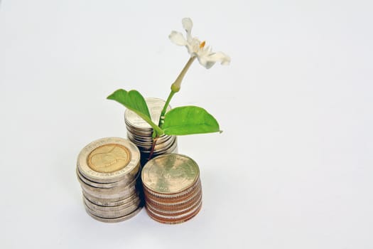 plant in coins