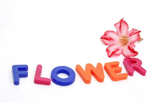 Colorful alphabet blocks. FLOWERS over white background