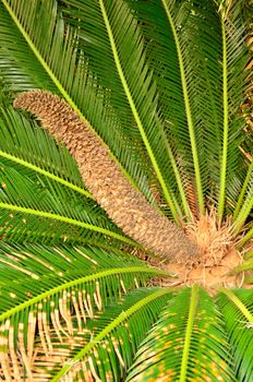 A sago palm's long male floral spike