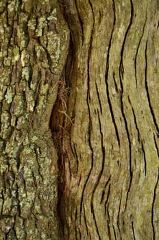 One trunk produces a merge tree growth of different bark patterns