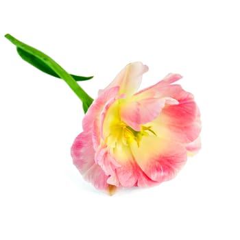 One pink and yellow tulips isolated on white background