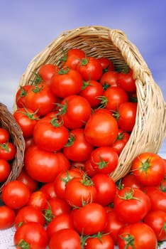 Basket with red fresh tomatoes