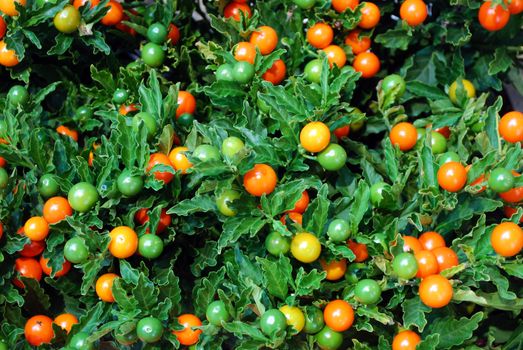 Green vegetation decorative berry close detail