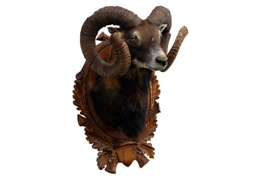 Moufflon hunting trophy isolated on white