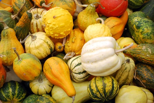 Different colorful pumpkins autumn scene