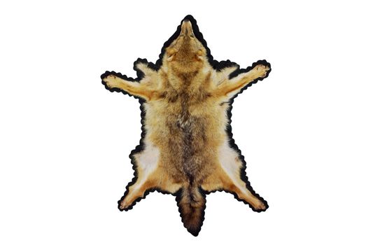 Jackal skin hunting trophy isolated