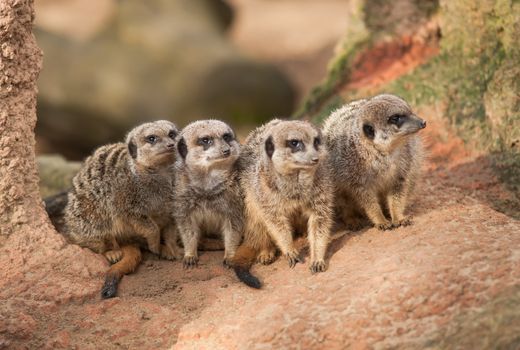 Group of watchful meerkats on the termitary. Animals in Africa