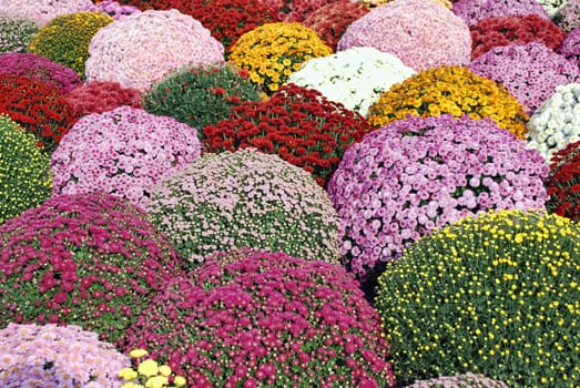 Garden with chrysanthemum multicolored flower