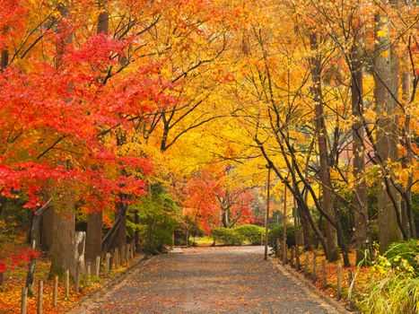 Pathway through the park in autumn