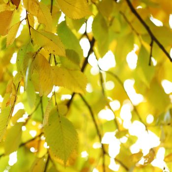 autumn leaves macro close up