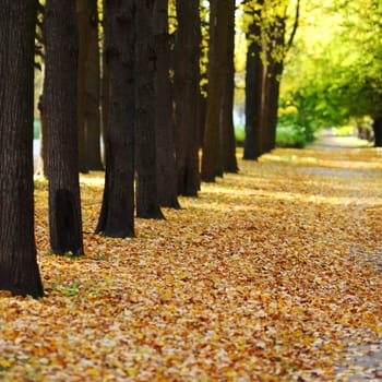 autumn park orange leaf around 
