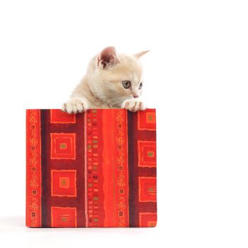 cat in gift box isolated on white background