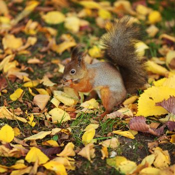 squirrel jumps in the autumn forest