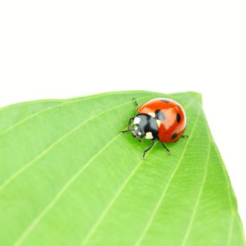 ladybug on leaf isolated on white