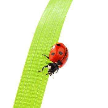 ladybug on grass isolated macro