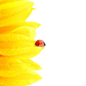 ladybug on sunflower isolated white background