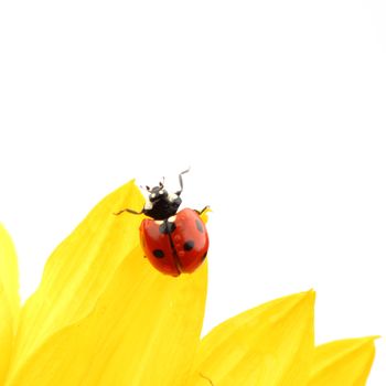 ladybug on sunflower isolated white background