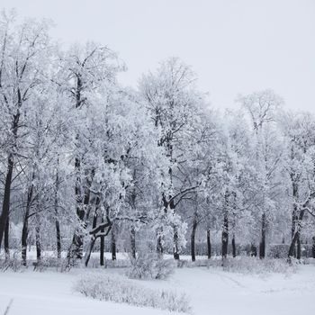  winter trees on snow white background