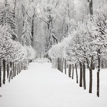  winter trees on snow white background