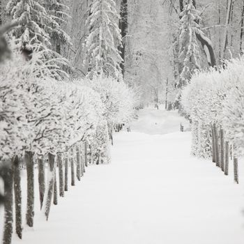  winter trees on snow white background