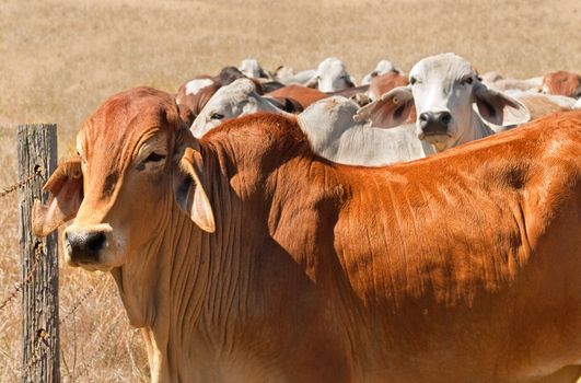 Australian beef cattle herd brown brahman cows live animals on ranch