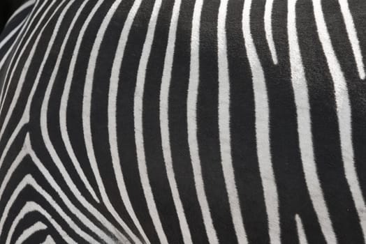 Natural texture of the skin of an African zebra.